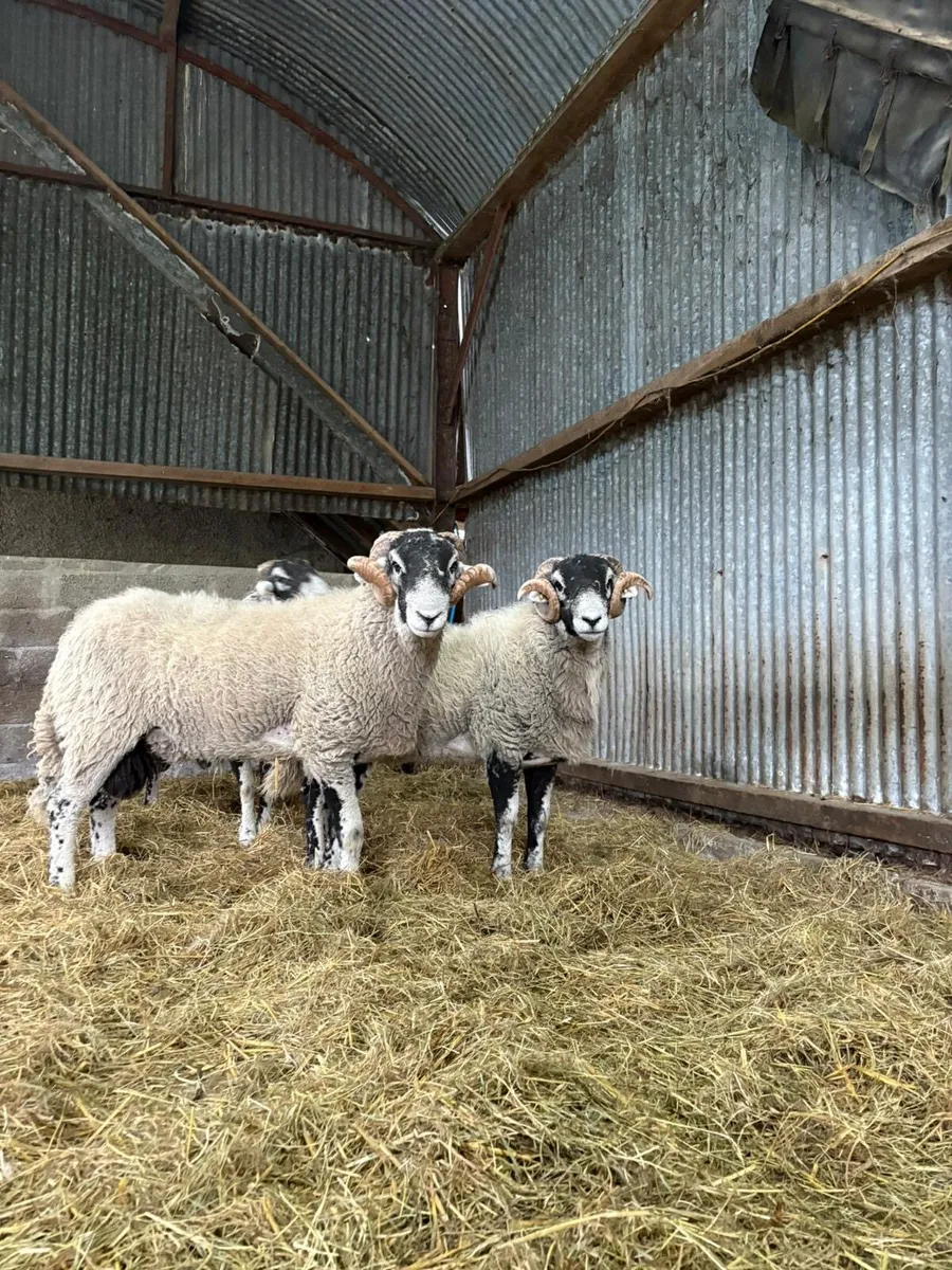 Swaledale shearlings - Image 2
