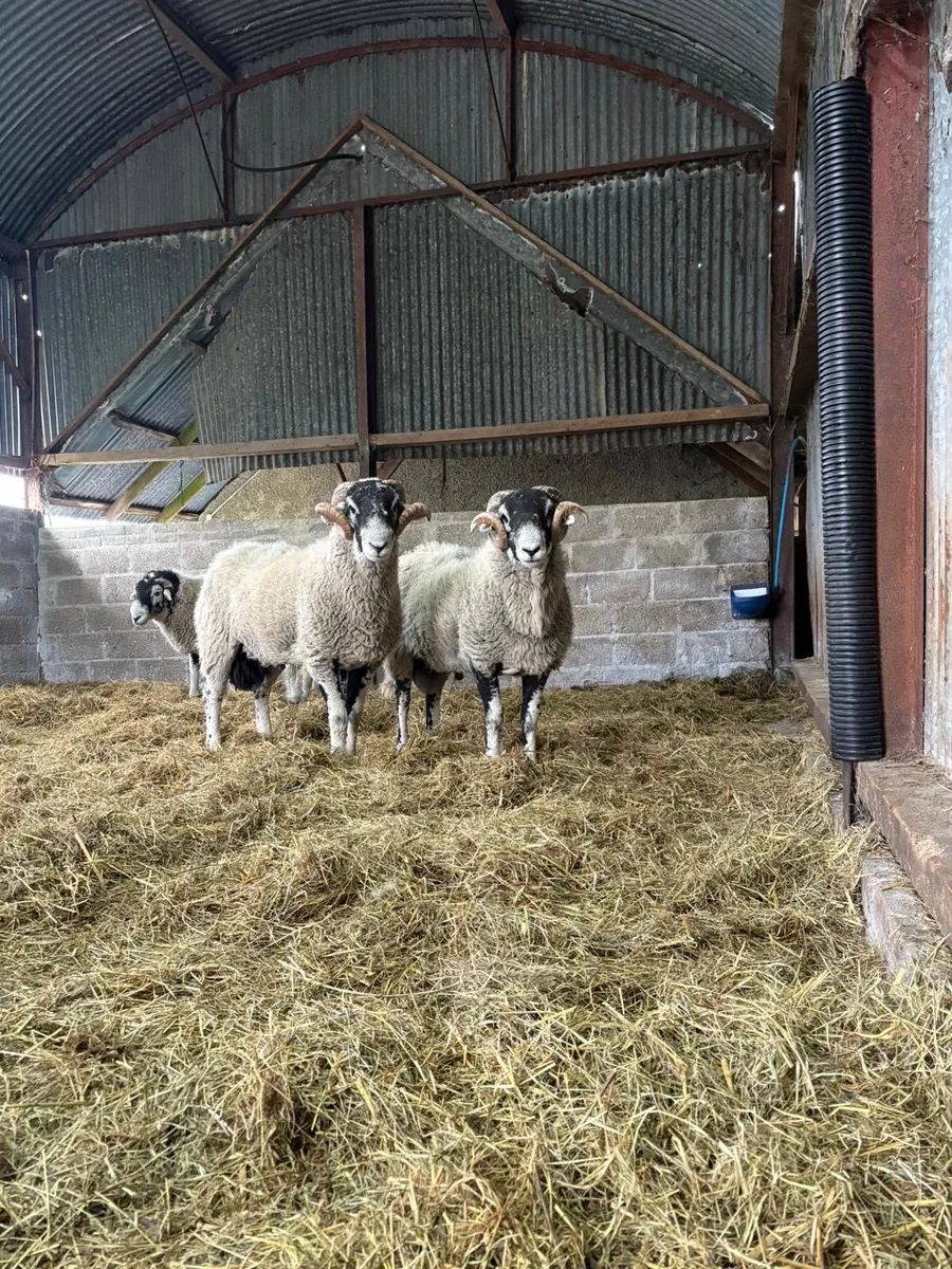 Swaledale shearlings - Image 1