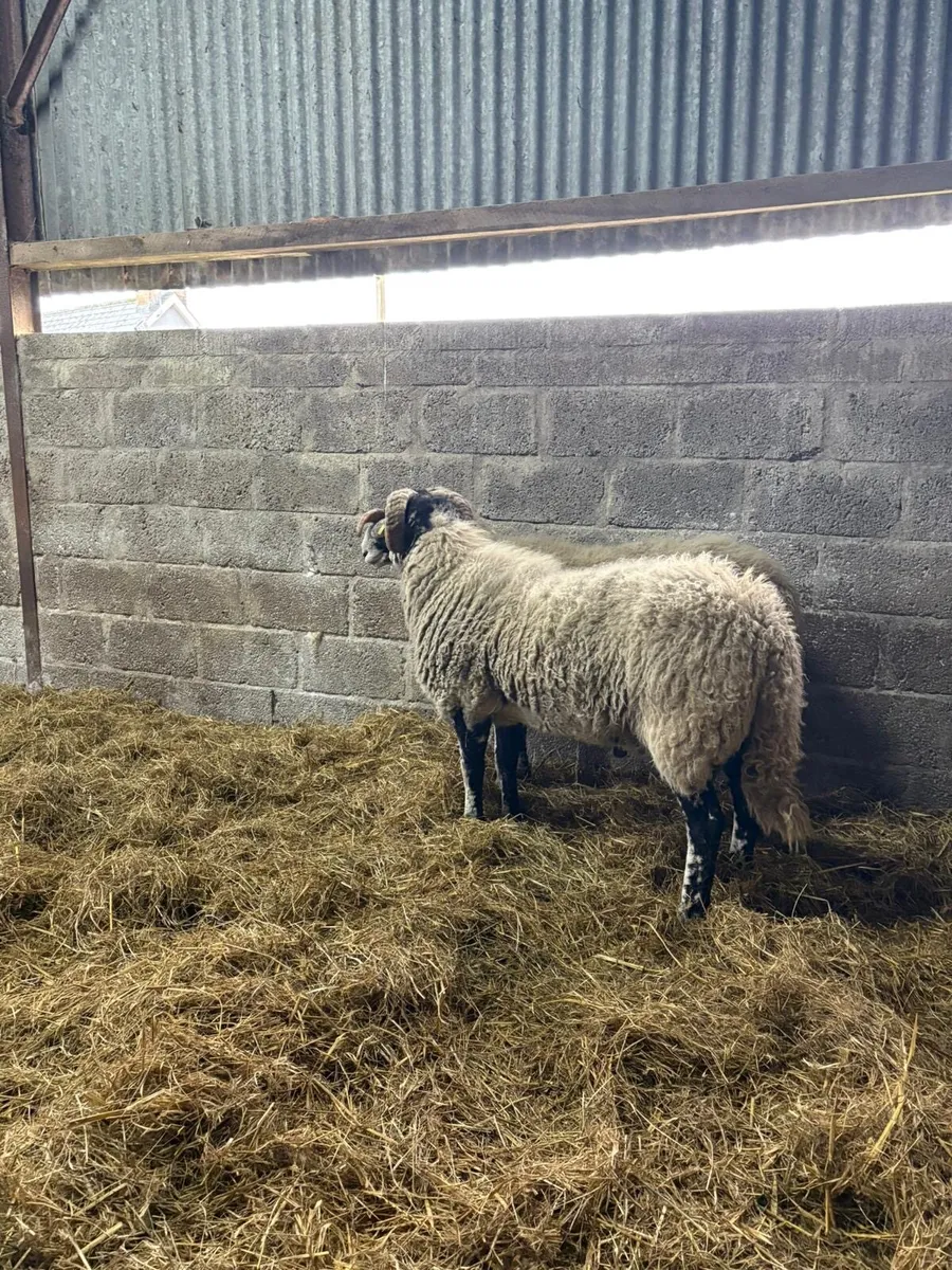 Swaledale shearlings - Image 3