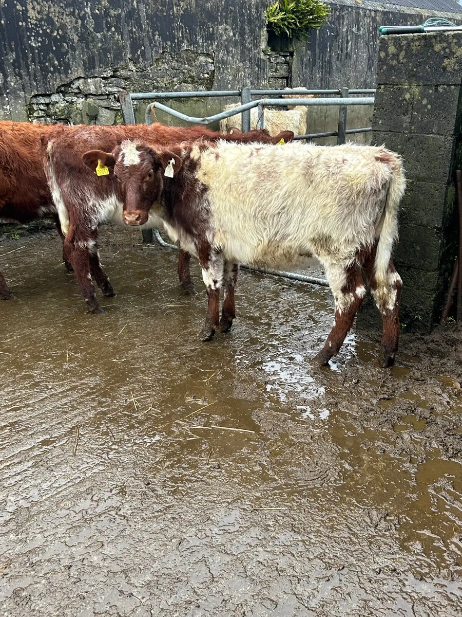 3 PBR SH HEIFERS 5 ⭐️ - Image 1