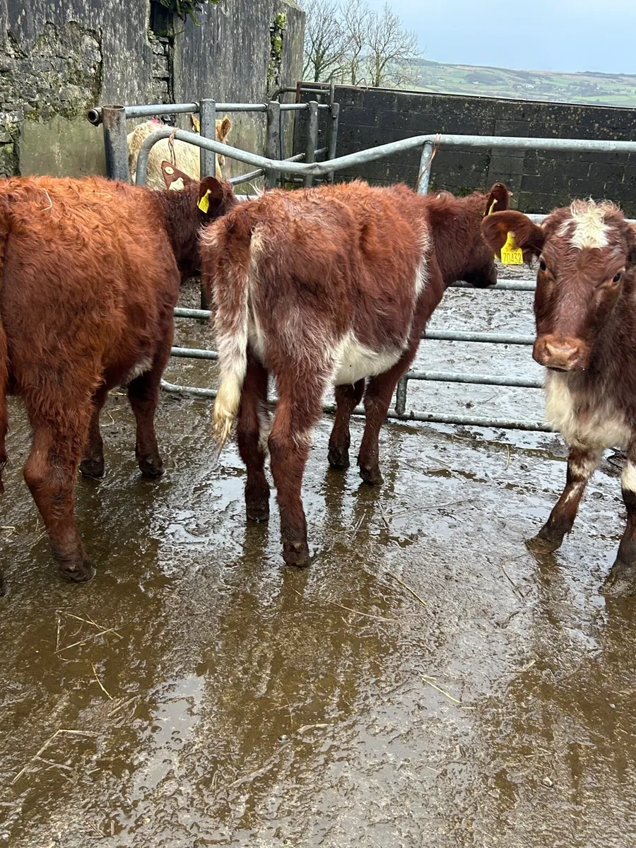3 PBR SH HEIFERS 5 ⭐️ - Image 2