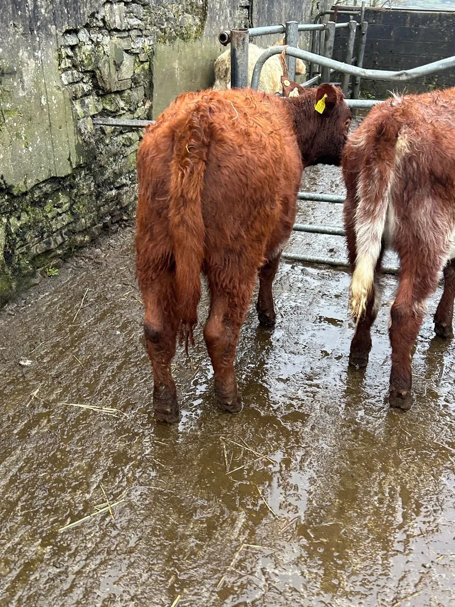 3 PBR SH HEIFERS 5 ⭐️ - Image 3