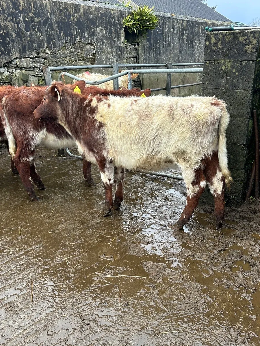 3 PBR SH HEIFERS 5 ⭐️ - Image 4