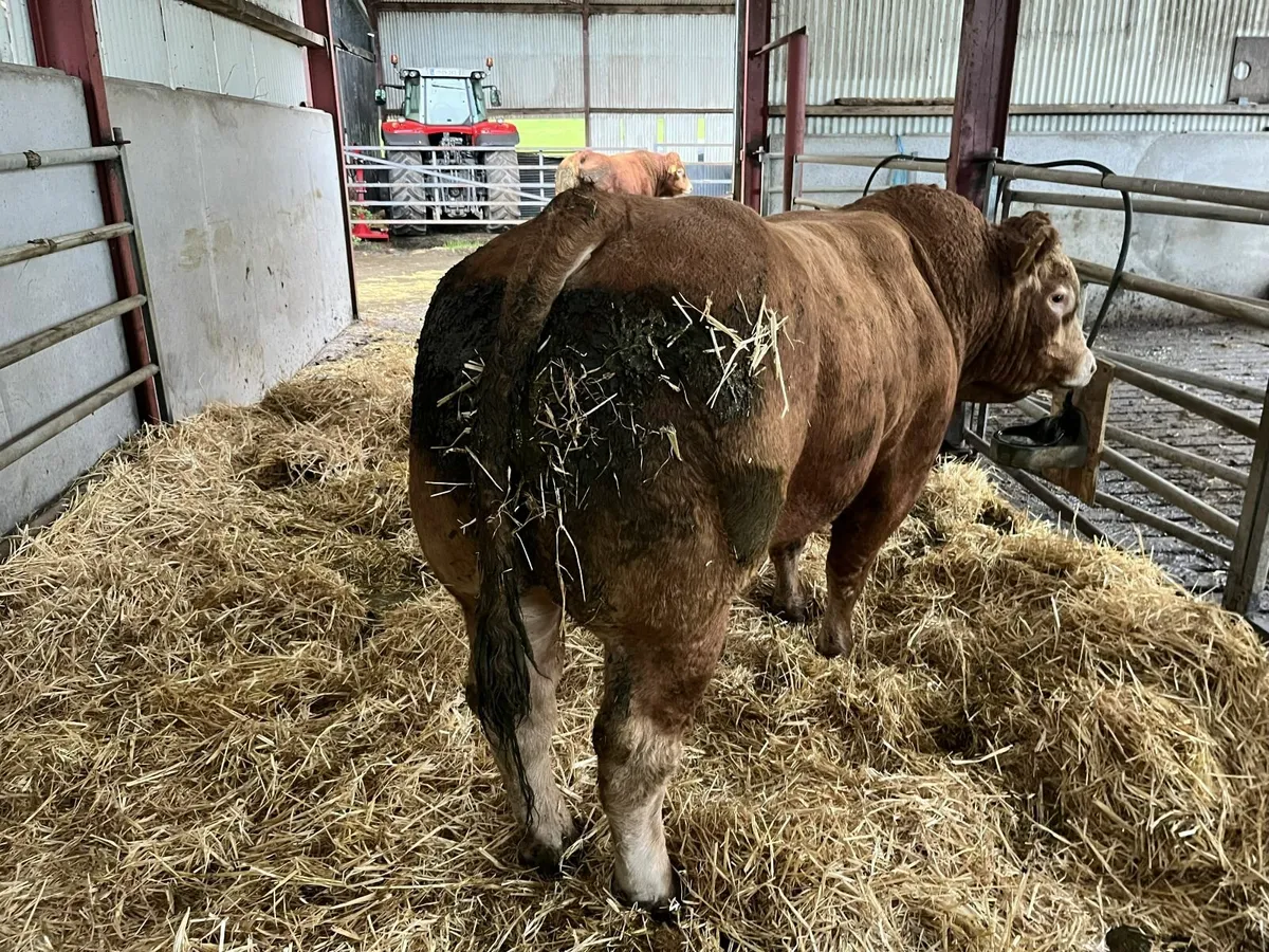 limousin bulls - Image 3