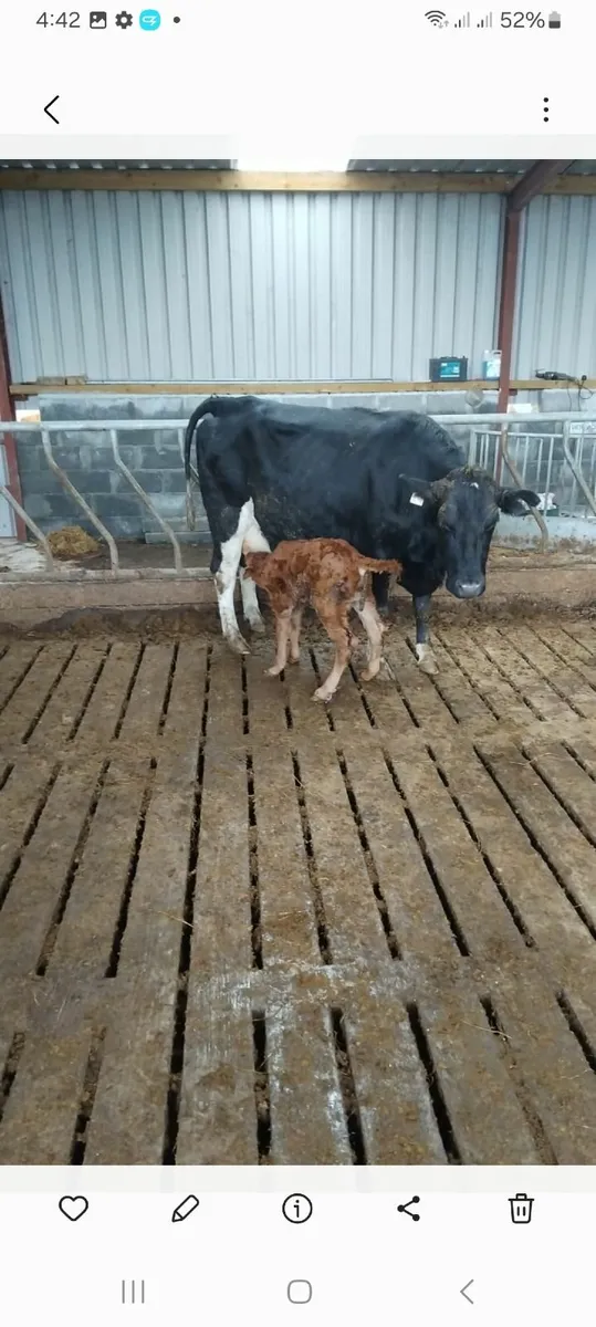 Milking parlour - Image 1