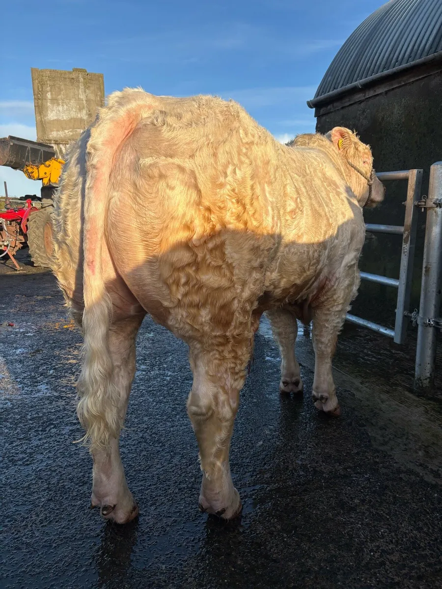 CHAROLAIS BULLS - Image 1