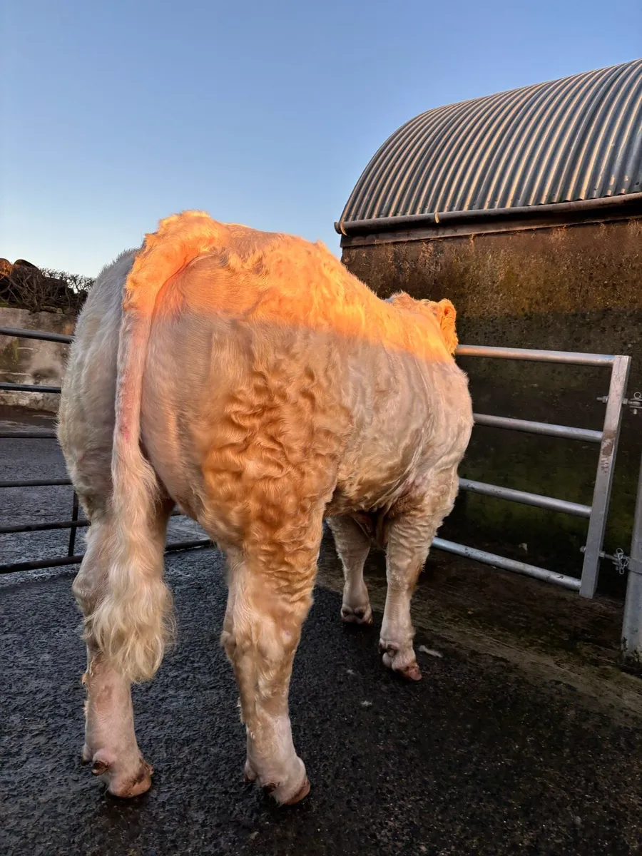 CHAROLAIS BULLS - Image 2