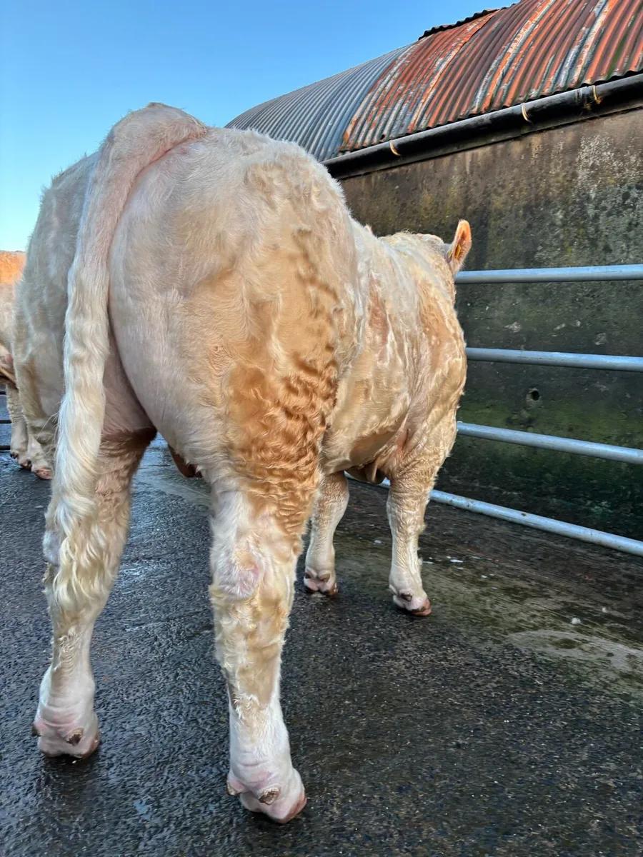 CHAROLAIS BULLS - Image 3