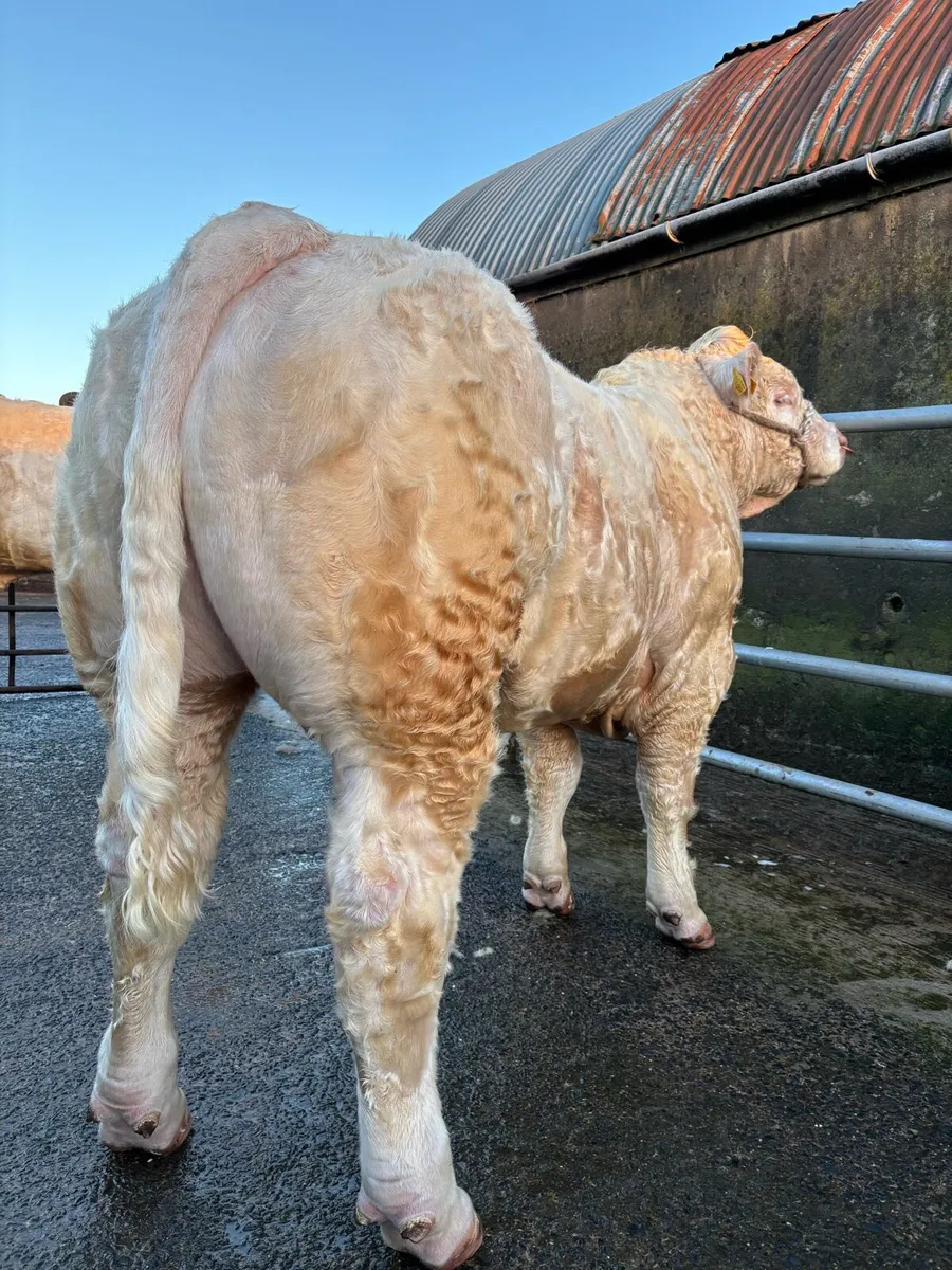 CHAROLAIS BULLS - Image 4