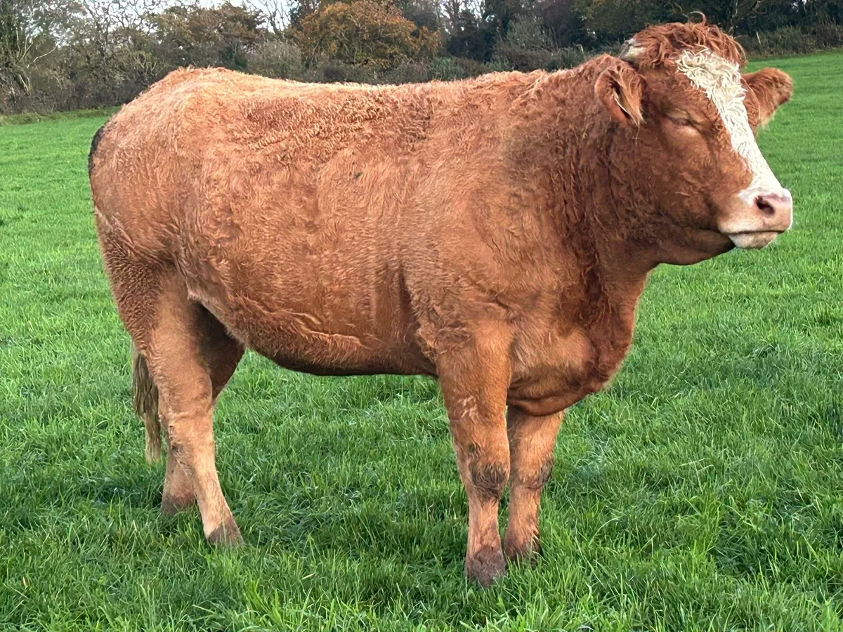 In calf Heifers - Image 2