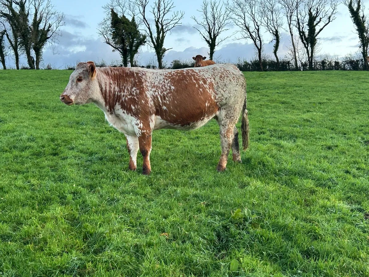 In calf Heifers - Image 3