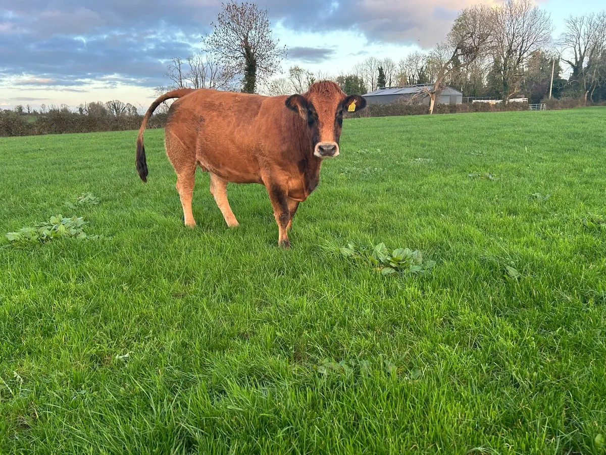 In calf Heifers - Image 4