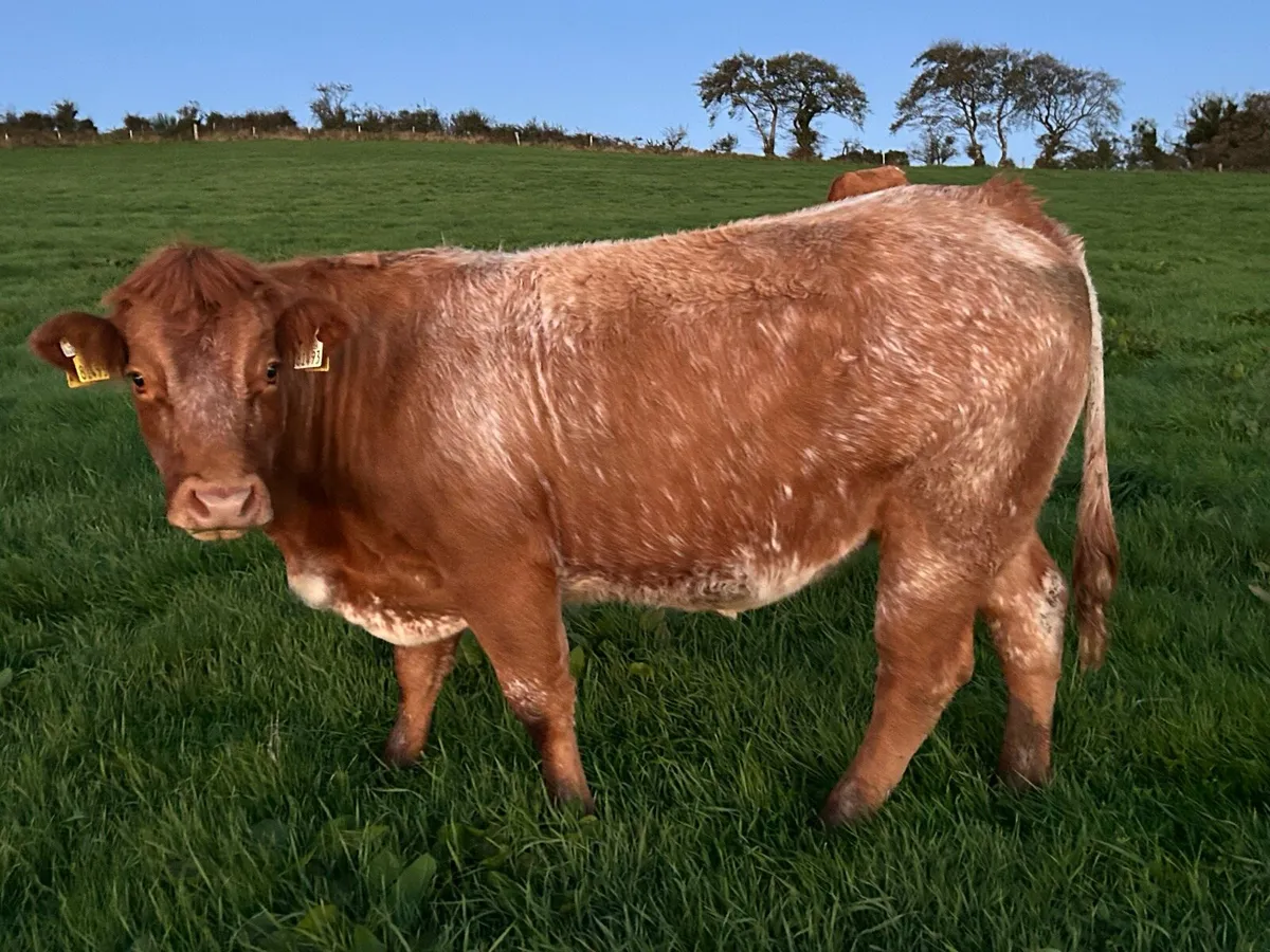 In calf Heifers - Image 1