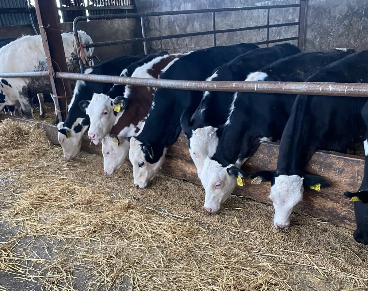 Hereford weanlings