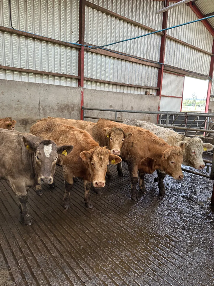 Charolais heifers - Image 3