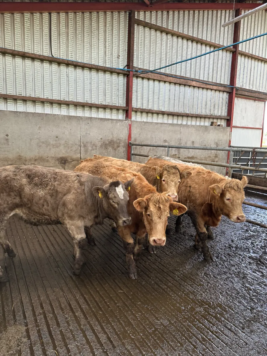 Charolais heifers - Image 2