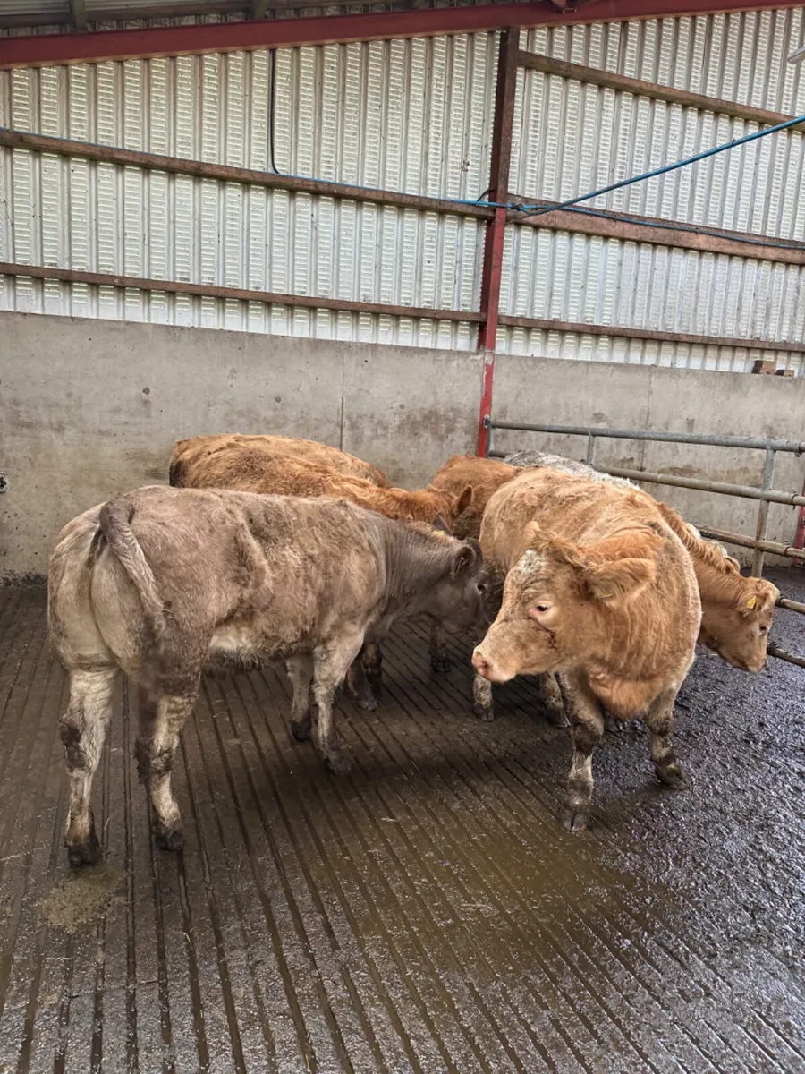 Charolais heifers - Image 1