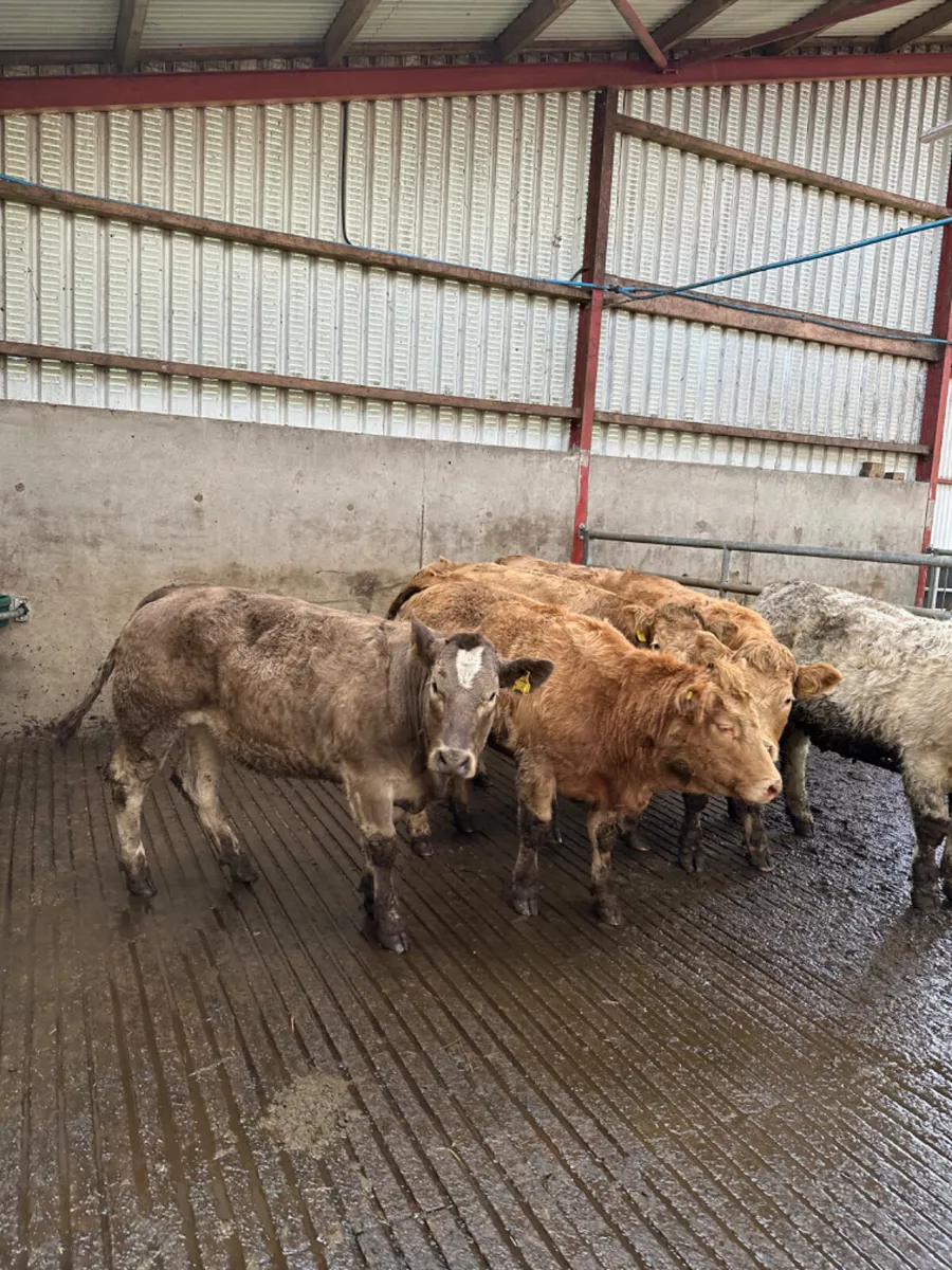 Charolais heifers - Image 4
