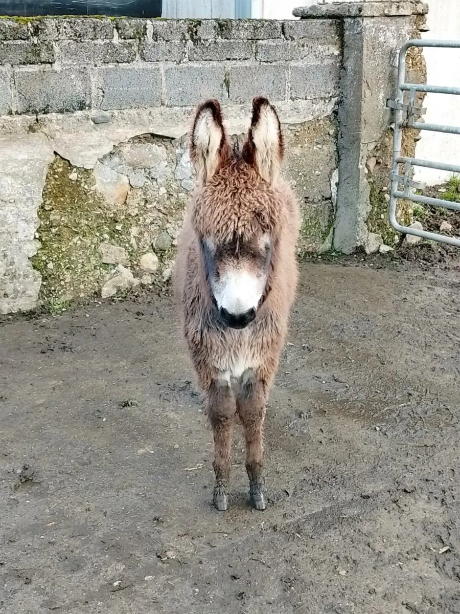 Jack Donkey Foal - Image 1