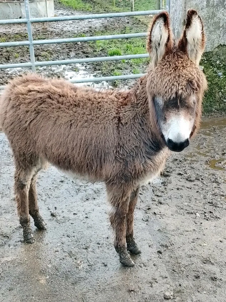 Jack Donkey Foal - Image 2
