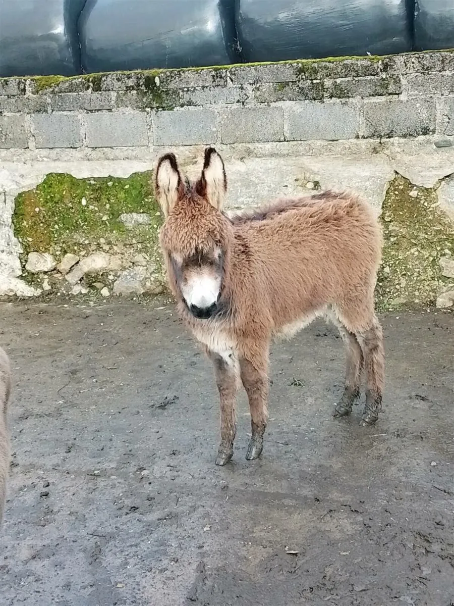 Jack Donkey Foal - Image 3
