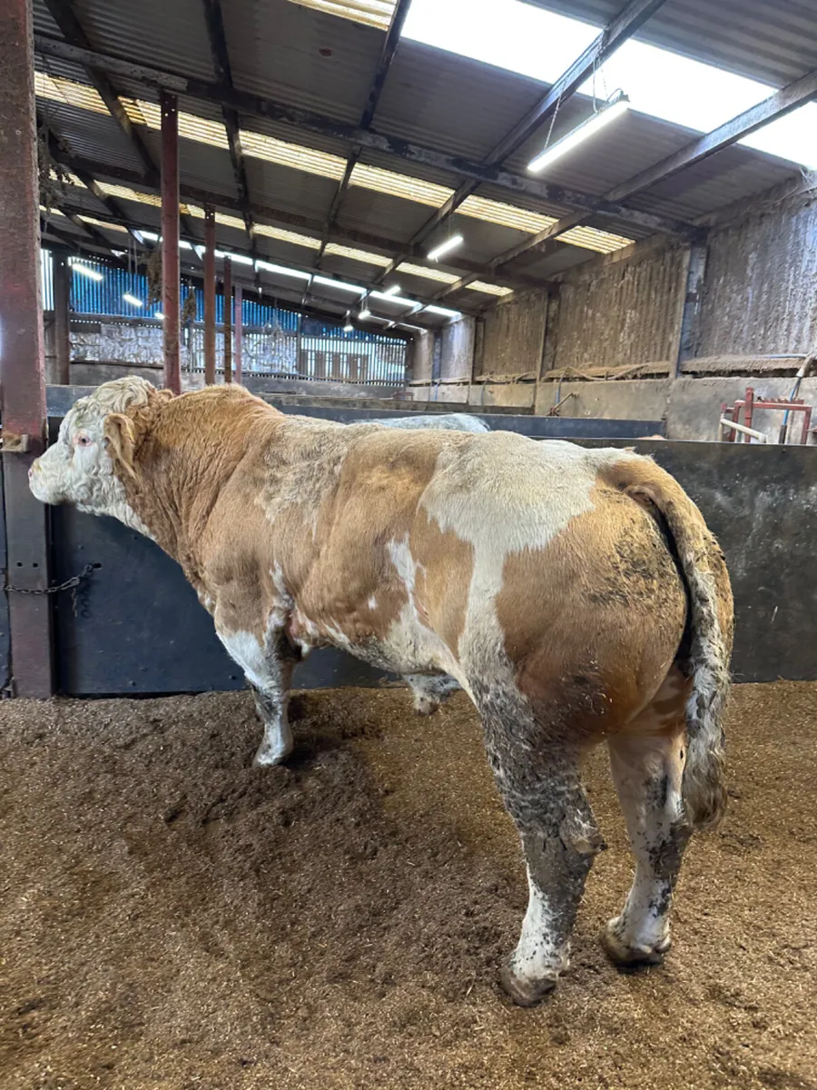Pedigree Simmental bull - Image 2