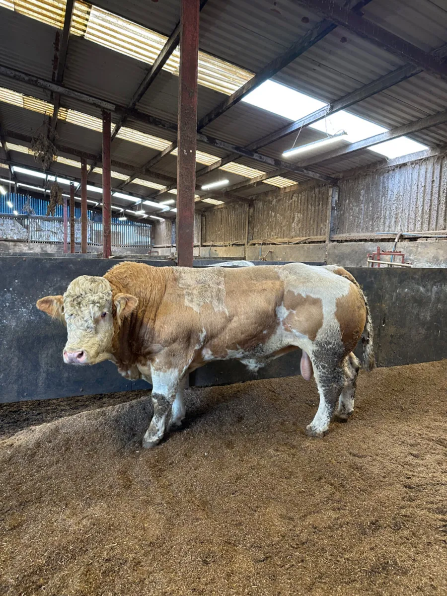Pedigree Simmental bull - Image 1