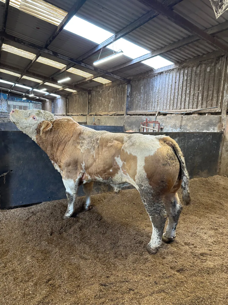 Pedigree Simmental bull - Image 4