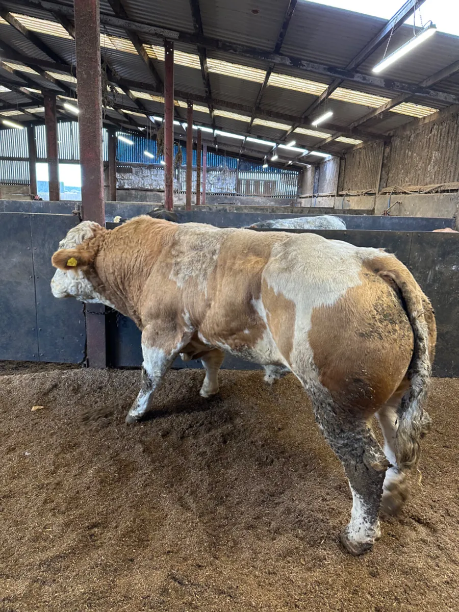 Pedigree Simmental bull - Image 3