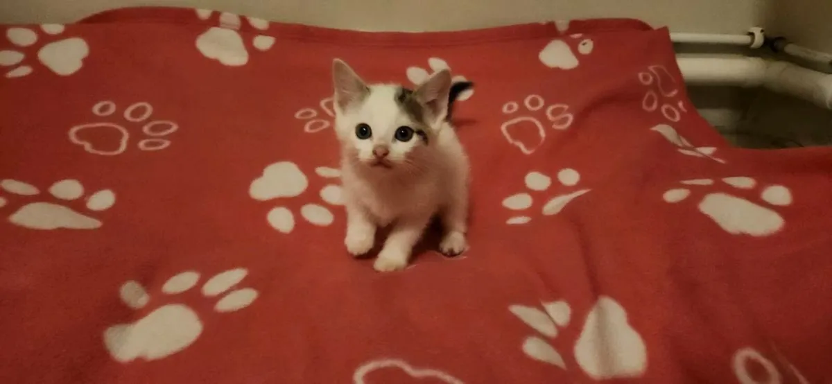 Kitten - Image 3
