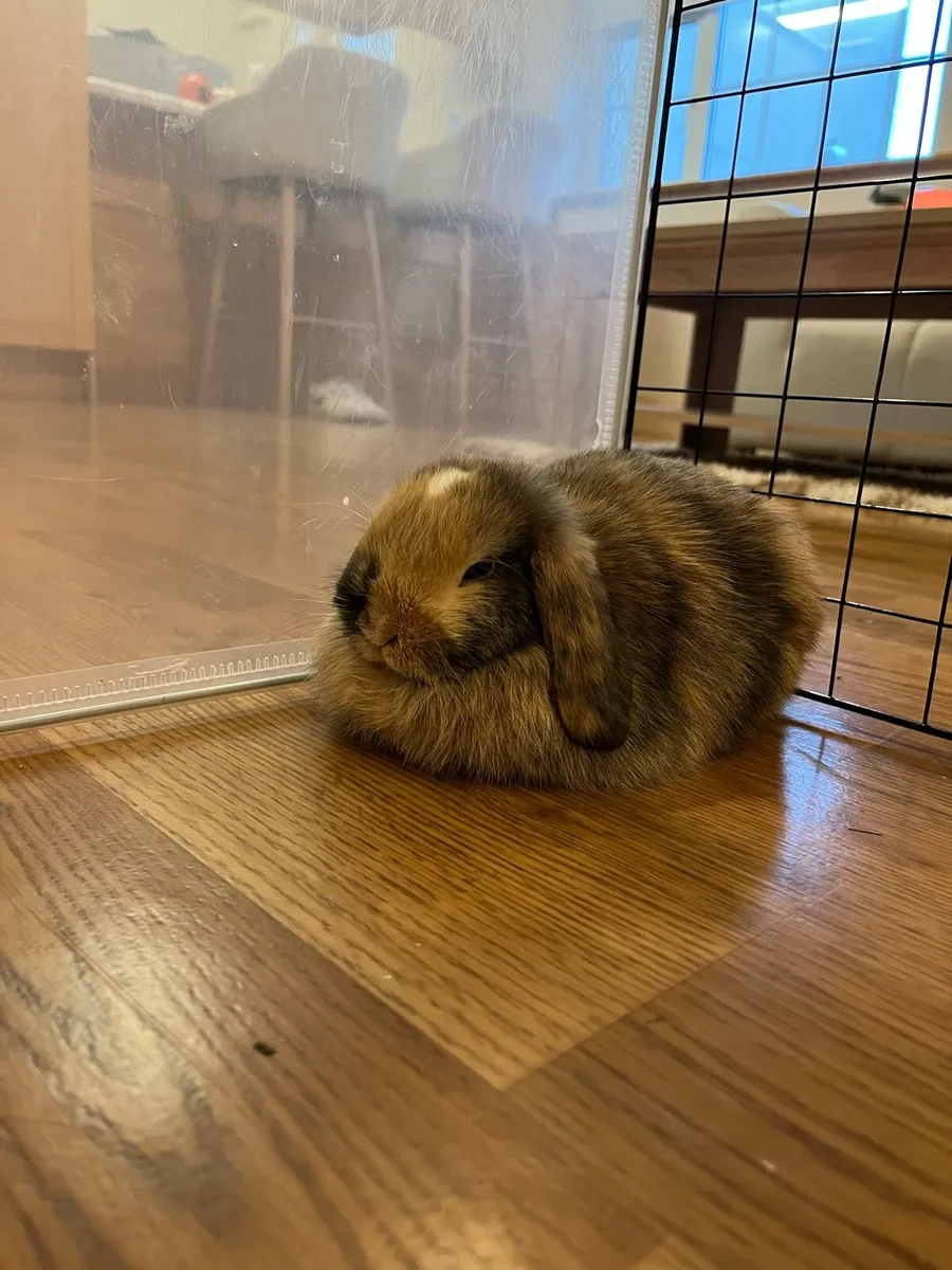 Lop Rabbits - Image 2