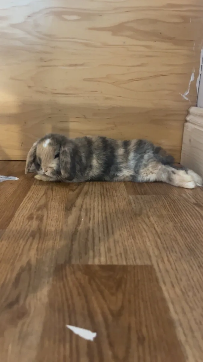 Lop Rabbits - Image 1