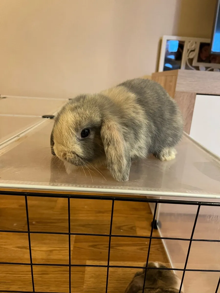 Lop Rabbits - Image 3