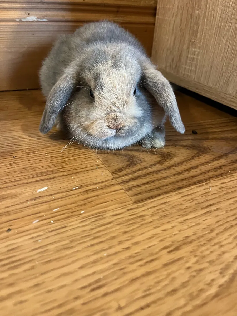 Lop Rabbits - Image 4