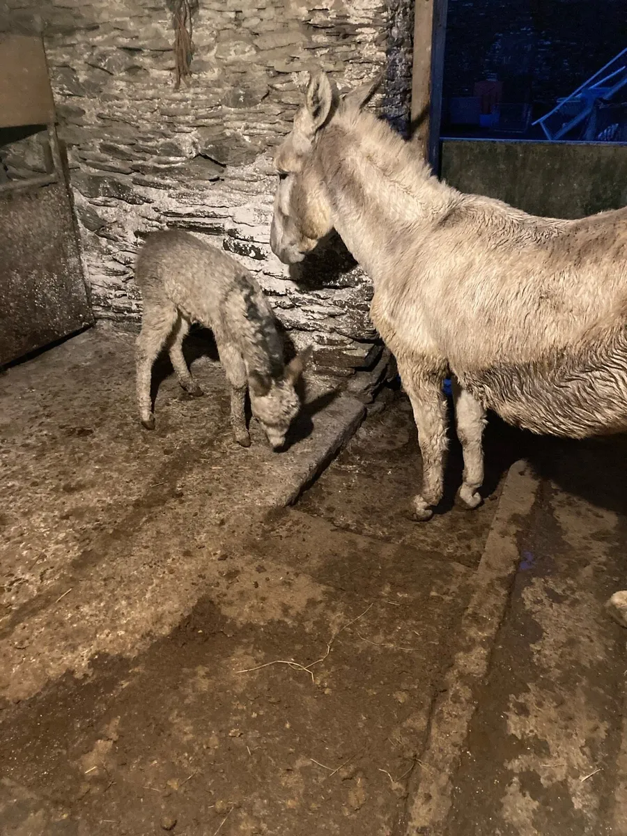 Donkey and filly foal - Image 2