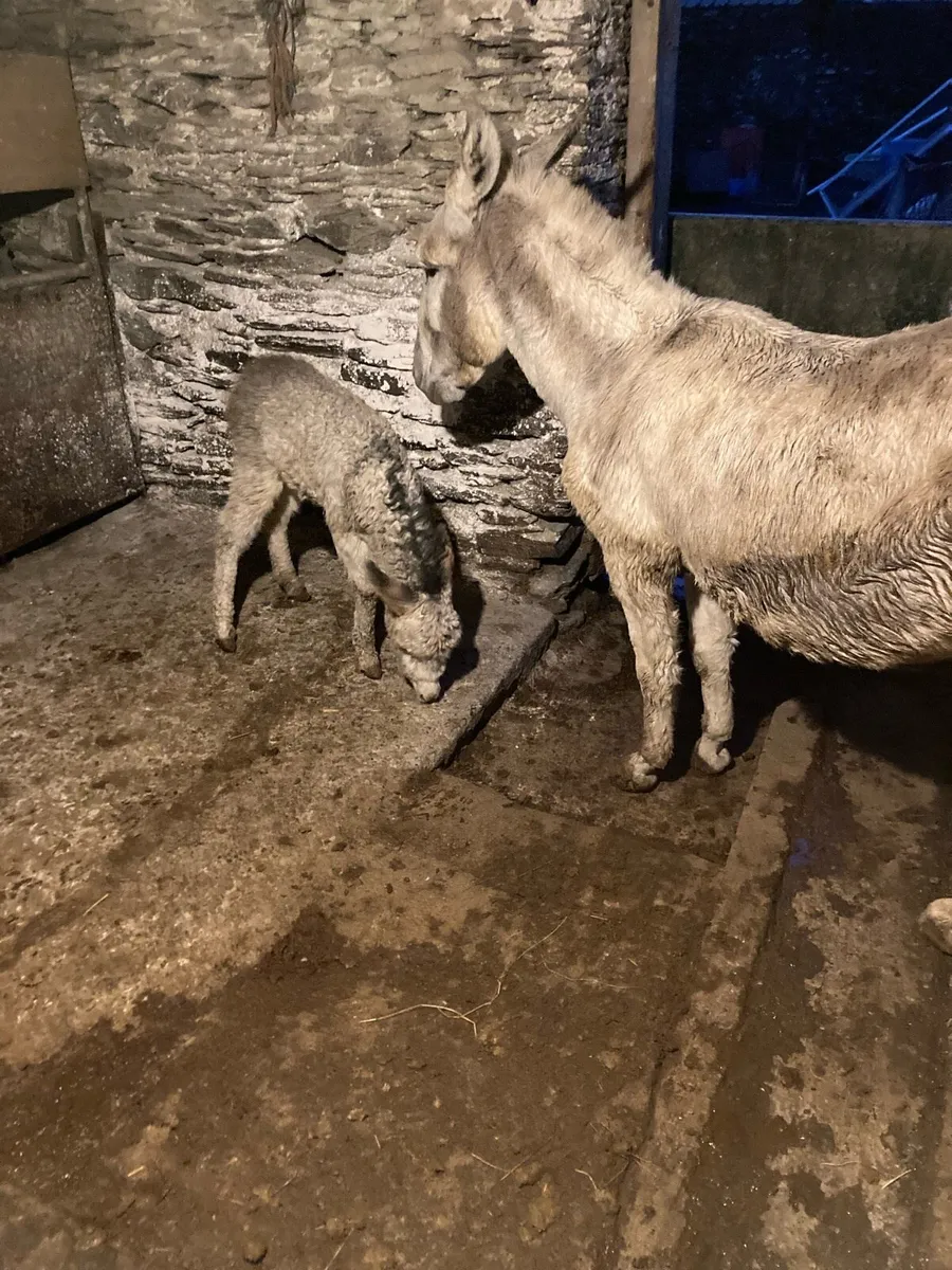 Donkey and filly foal - Image 3