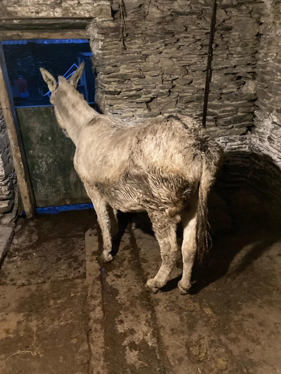 Donkey and filly foal - Image 4