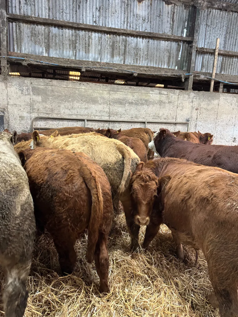 Lim and Charolais bullocks - Image 2