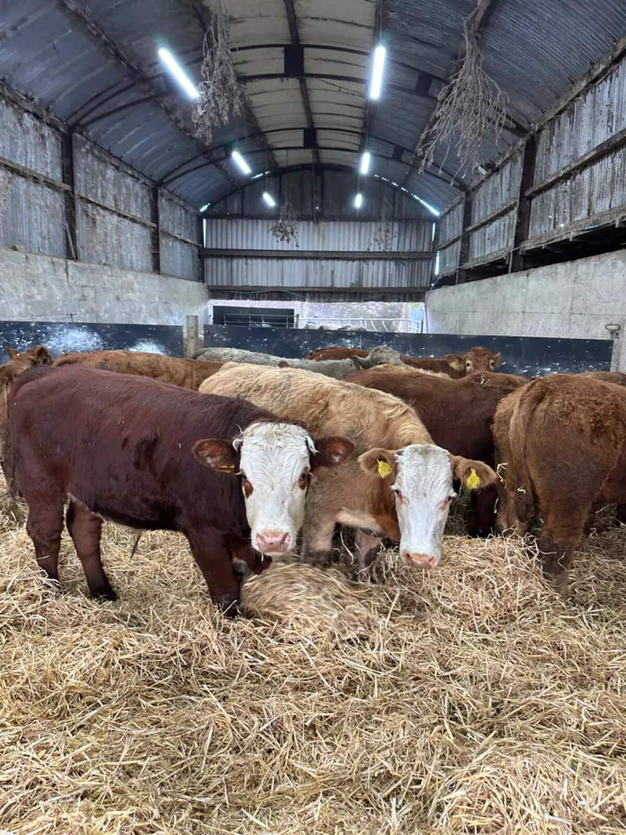 Lim and Charolais bullocks - Image 3