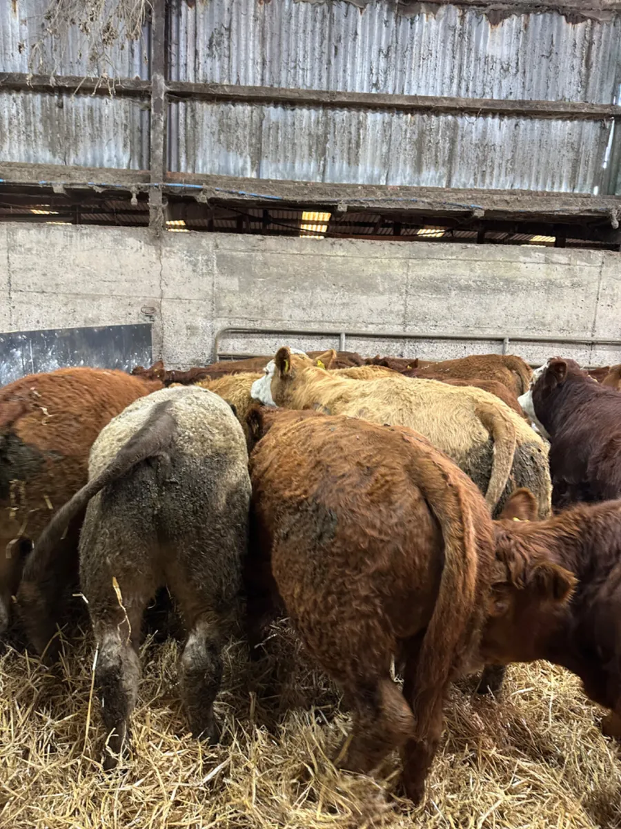 Lim and Charolais bullocks - Image 4