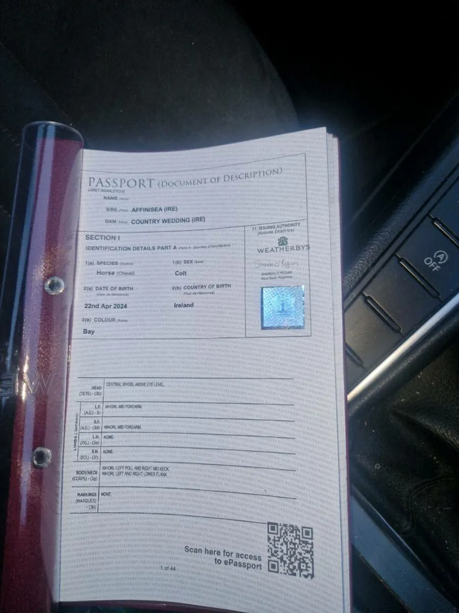 Affinisea Colt yearling - Image 4