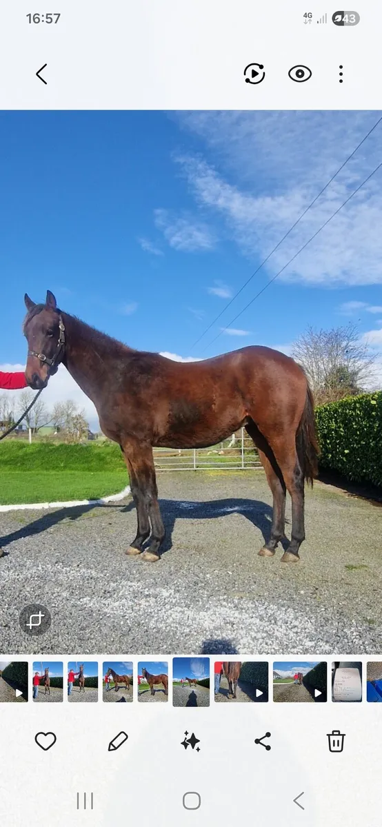 Affinisea Colt yearling - Image 4