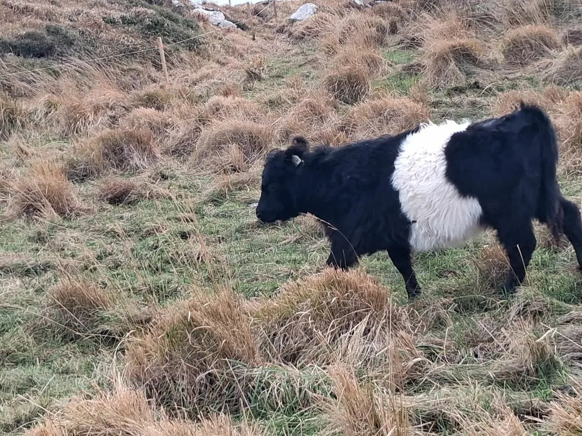 Galloway cow and two Galloway heifers - Image 1