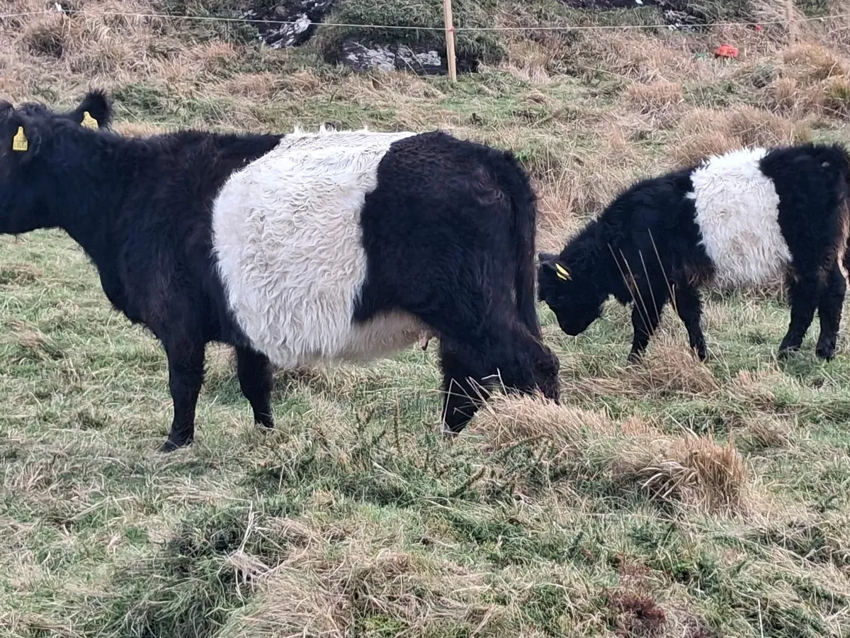 Galloway cow and two Galloway heifers - Image 2