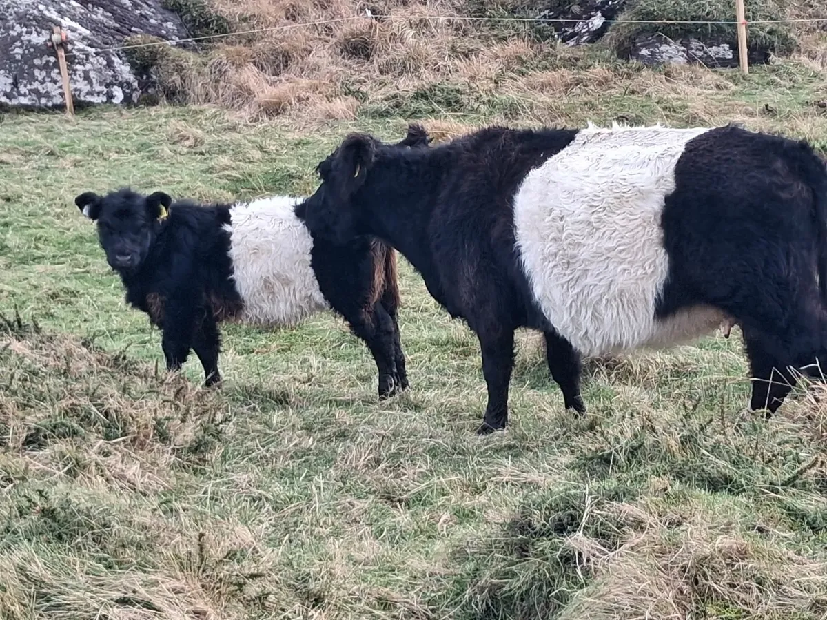 Galloway cow and two Galloway heifers - Image 3