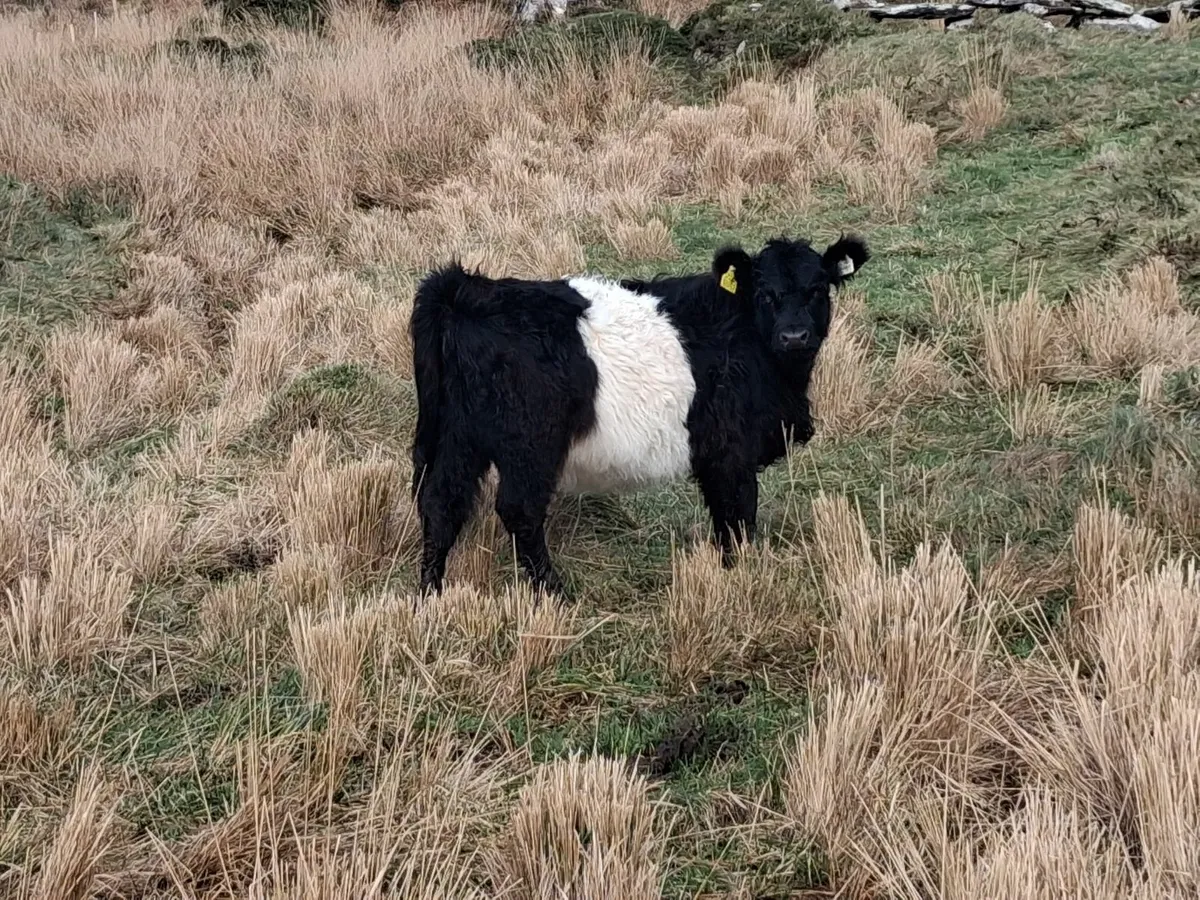 Galloway cow and two Galloway heifers - Image 4