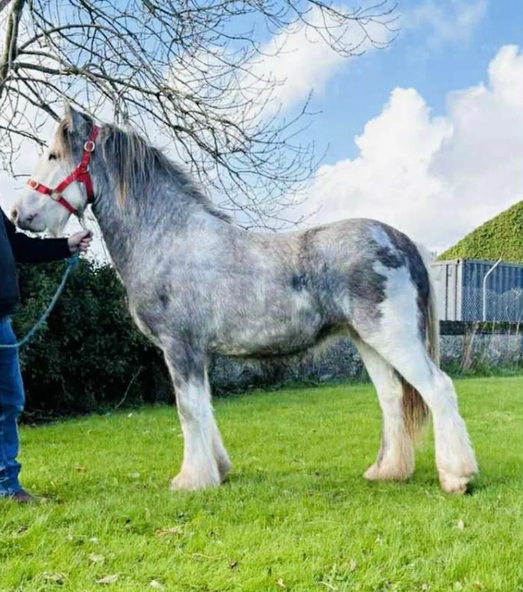 Heaven blagdon filly - Image 1