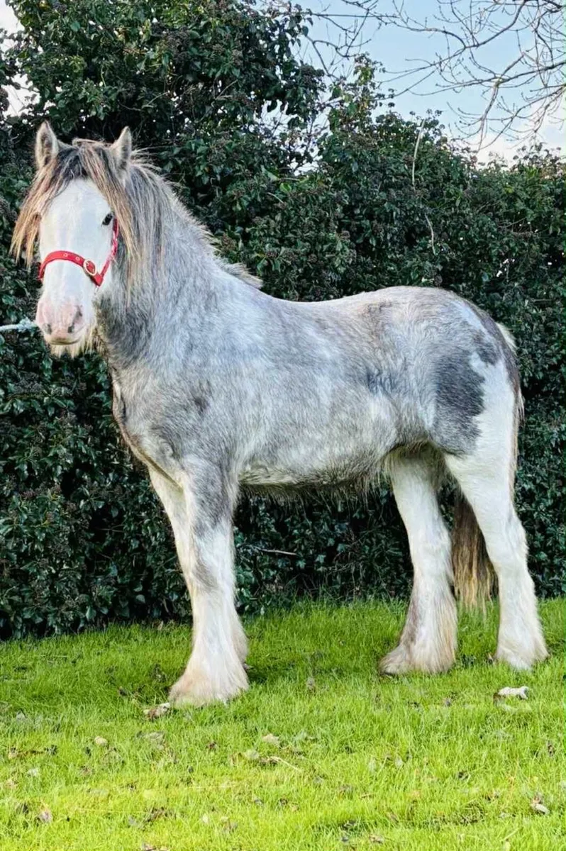 Heaven blagdon filly - Image 2