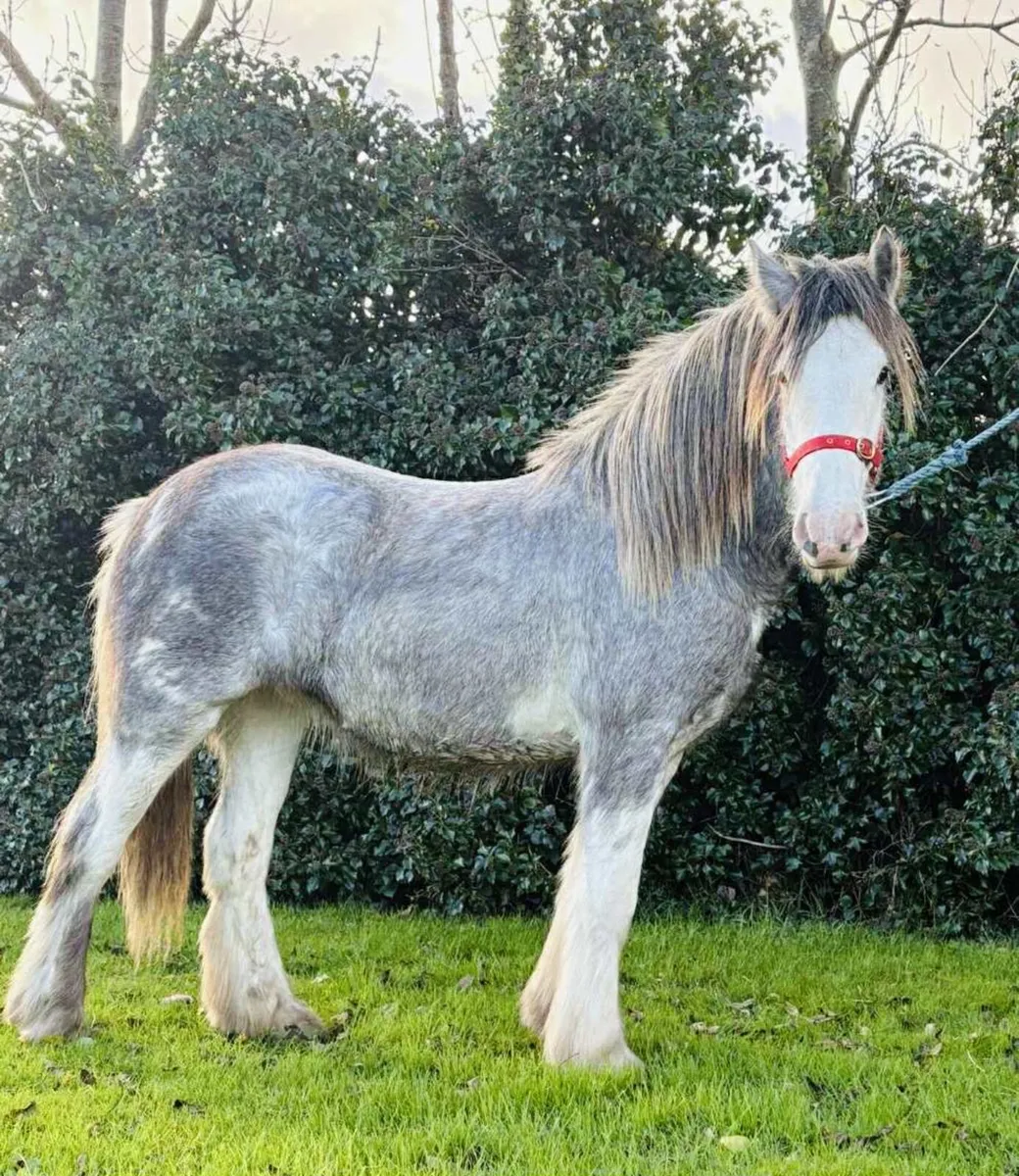 Heaven blagdon filly - Image 3