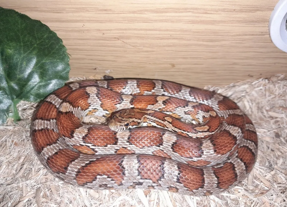 Corn Snake - Image 1